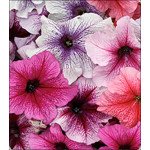 Петунія Віртуоз Berry Mixed /50 насінин/ *Kitano Seeds*