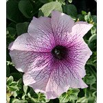 Петуния Виртуоз Blueberry /50 семян/ *Kitano Seeds*