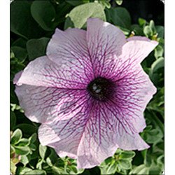 Петунія Віртуоз Blueberry /50 насінин/ *Kitano Seeds*