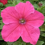 Петунія Віртуоз Bright Rose /50 насінин/ *Kitano Seeds*