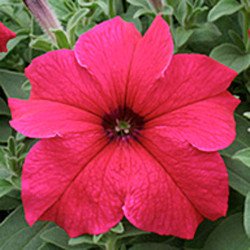 Петунія Віртуоз Deep Rose /50 насінин/ *Kitano Seeds*