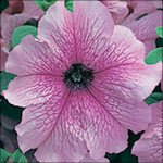 Петунія Віртуоз Dewberry /50 насінин/ *Kitano Seeds*