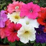 Петунія Віртуоз Formula Mixed /50 насінин/ *Kitano Seeds*