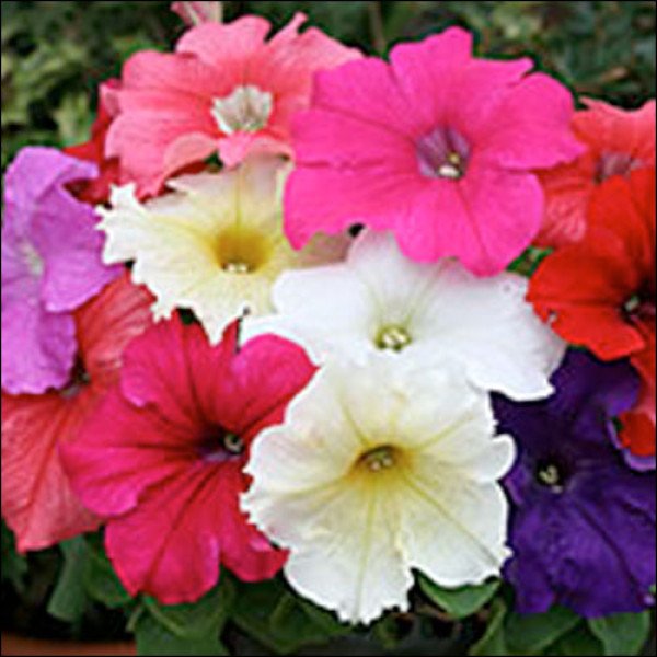 Насіння петунії Віртуоз Formula Mixed /50 насінин/ *Kitano Seeds*