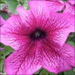 Петуния Виртуоз Plum /50 семян/ *Kitano Seeds*