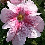 Петунія Віртуоз Raspberry /50 насінин/ *Kitano Seeds*