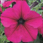 Петунія Віртуоз Ruby /50 насінин/ *Kitano Seeds*
