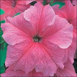 Петунія Віртуоз Salmon /50 насінин/ *Kitano Seeds*