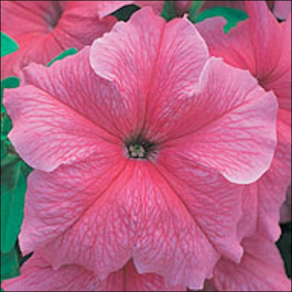 Насіння петунії Віртуоз Salmon /50 насінин/ *Kitano Seeds*