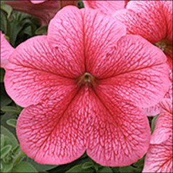 Петунія Віртуоз Strawberry /50 насінин/ *Kitano Seeds*