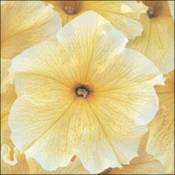 Петуния Виртуоз Sunshine /50 семян/ *Kitano Seeds*