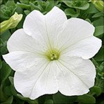 Петуния Виртуоз White /50 семян/ *Kitano Seeds*