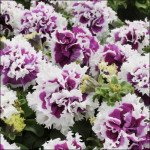 Петуния Пируэт F1 пурпурное пикотэ /50 семян/ *Pan American*