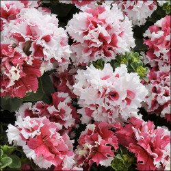 Петунія Пірует F1 червоне пикоте /50 насінин/ *Pan American*