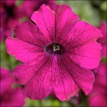 Петуния Тритуния F1 бургунди /50 семян/ *Syngenta*