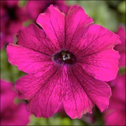 Петуния Тритуния F1 бургунди /50 семян/ *Syngenta*
