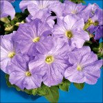 Петуния Тритуния F1 небесно-синяя /50 семян/ *Syngenta*