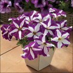 Петунія Тритунія F1 пурпурна зірка /50 насінин/ *Syngenta*