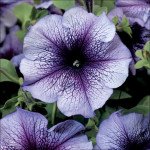 Петуния Тритуния F1 синяя с прожилками /50 семян/ *Syngenta*