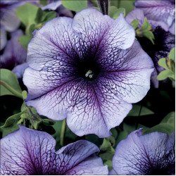 Петуния Тритуния F1 синяя с прожилками /50 семян/ *Syngenta*