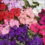 Петунія Тритунія F1 суміш /50 насінин/ *Syngenta*