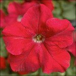 Петуния Тритуния F1 красная /50 семян/ *Syngenta*