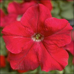 Петуния Тритуния F1 красная /50 семян/ *Syngenta*