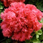 Петунія Валентайн F1 /50 насінин/ *Pan American*