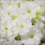 Петунія Аладдін F1 біла /50 насінин/ *Benary*