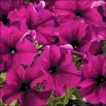 Петунія Аладдін F1 бургунді /50 насінин/ *Benary*