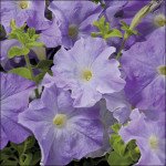 Петуния Аладдин F1 голубая /50 семян/ *Benary*