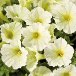 Петуния Аладдин F1 желтая /50 семян/ *Benary*