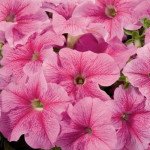 Петуния Аладдин F1 клубничный снег /50 семян/ *Benary*