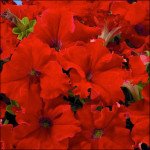 Петуния Аладдин F1 красная /50 семян/ *Benary*