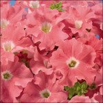 Петуния Аладдин F1 лососевая /50 семян/ *Benary*