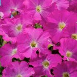 Петунія Аладдін F1 неон /50 насінин/ *Benary*