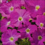 Петуния Аладдин F1 неоново-розовая /50 семян/ *Benary*