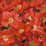 Петунія Аладдін F1 помаранчева /50 насінин/ *Benary*