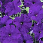 Петуния Аладдин F1 синяя /50 семян/ *Benary*
