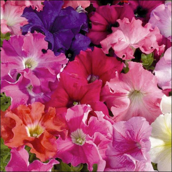 Насіння петунії Аладдін F1 суміш /50 насінин/ *Benary*