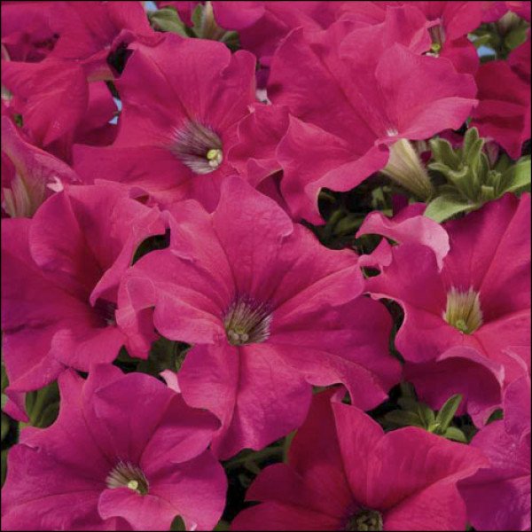 Семена петунии Аладдин F1 чери /50 семян/ *Benary*