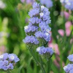 Кермек QIS світло-блакитний /50 насінин/ *Pan American*