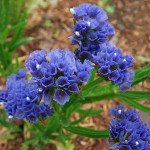 Кермек QIS темно-синий /50 семян/ *Pan American*