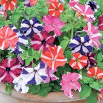 Петунія Ламбада F1 зіркова суміш (star mix) /50 насінин/ *Hem Genetics*