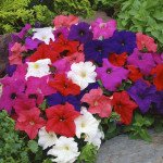 Петунія Лімбо F1 суміш (mix) /50 насінин/ *Hem Genetics*