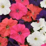 Петунія Танго F1 суміш /50 насінин/ *Hem Genetics*