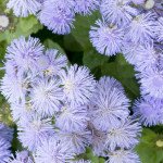 Агератум Леда /2 г/ *Hem Genetics*