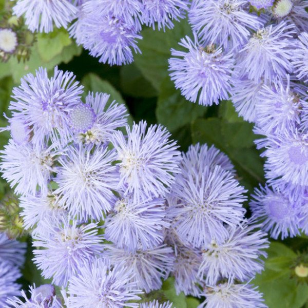 Насіння агератуму Леда /2 г/ *Hem Genetics*