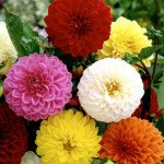 Жоржина Помпон суміш /5 г/ *Hem Genetics*