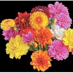 Жоржина Піколо суміш /5 г/ *Hem Genetics*